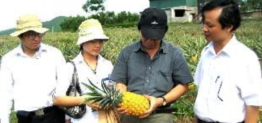 Nông Dân Làm Giàu Từ Cây Dứa Mật Nông Dân Làm Giàu Từ Cây Dứa Mật