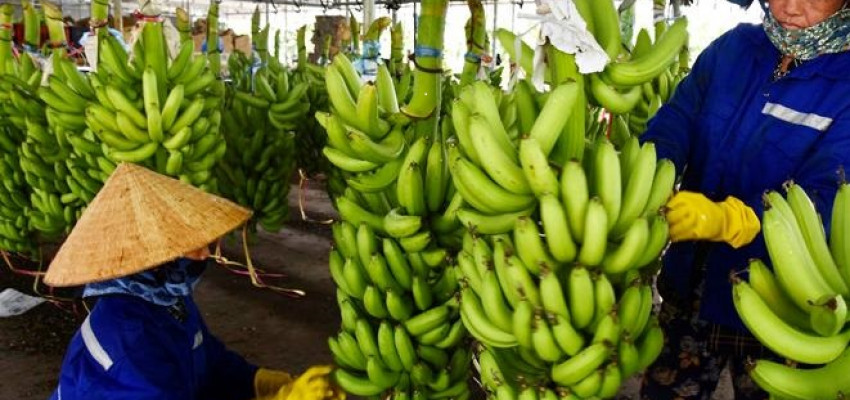 Nông Dân Làm Giàu Từ Việc Trồng Cây Chuối Nông Dân Làm Giàu Từ Việc Trồng Cây Chuối