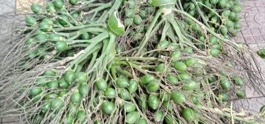 Làm giàu từ mô hình trồng cây cau Tứ Quý – Cơ hội sinh lời bền vững Làm giàu từ mô hình trồng cây cau Tứ Quý – Cơ hội sinh lời bền vững