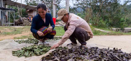 nong-dan-lam-giau-tu-cay-bo-ket-huong-di-moi-cho-nong-thon-viet-nam