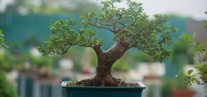 bien-cay-an-qua-thanh-bonsai-mo-hinh-lam-giau-bac-ty-cho-nong-dan-viet-nam