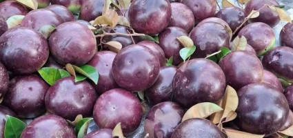 nong-dan-lam-giau-tu-viec-trong-cay-vu-sua-mica-co-hoi-kinh-te-ben-vung